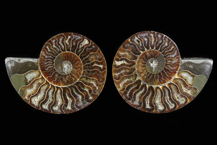 Cut & Polished Ammonite Fossil - Agatized #78375